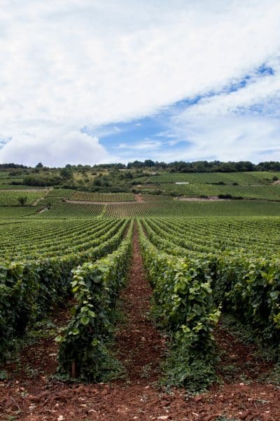 Paysage-Bourgogne